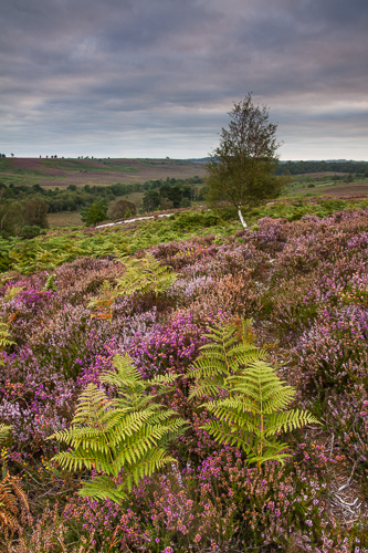 Rockford Common, Heather & Ferns